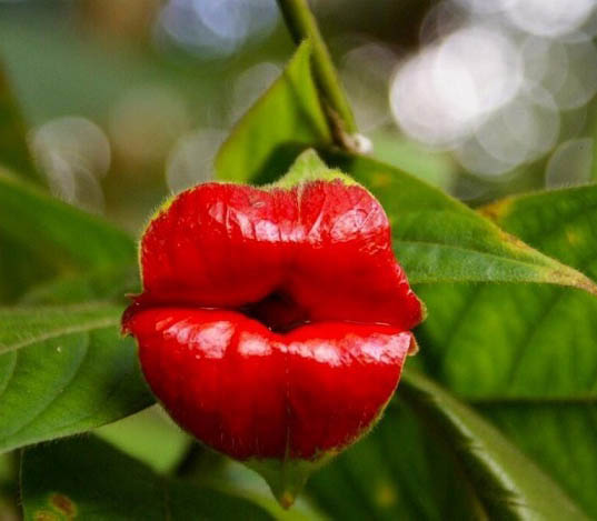 Psychotria Elata