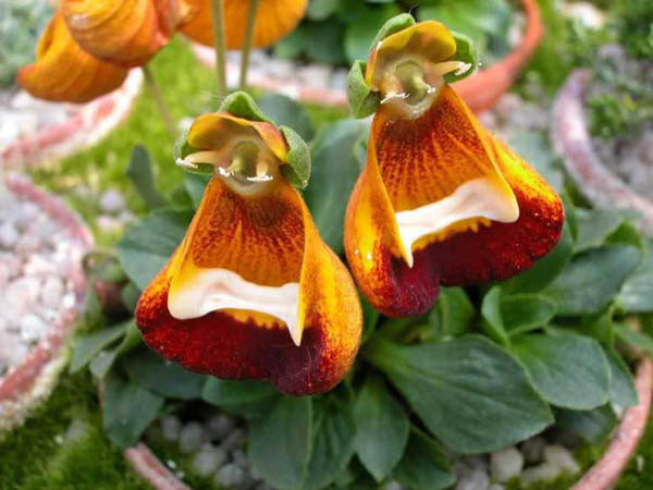 Calceolaria Uniflora