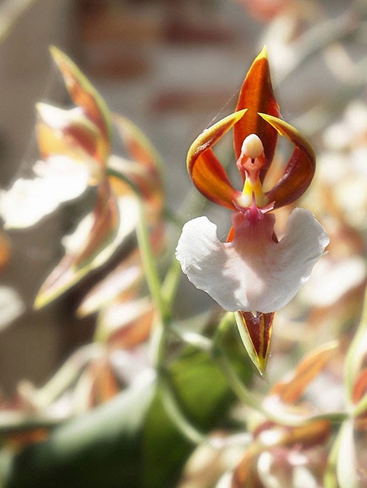 Caladenia Melanema