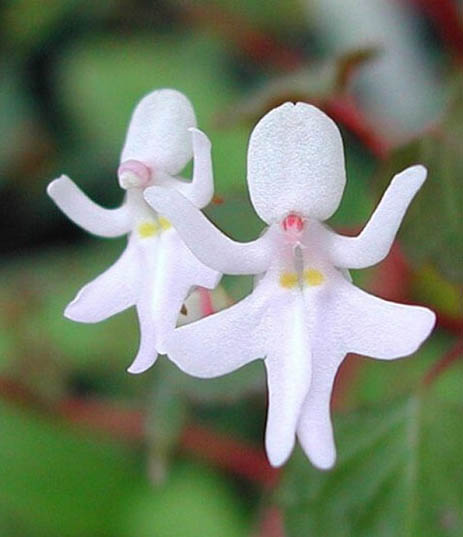 Impatiens Bequaertii