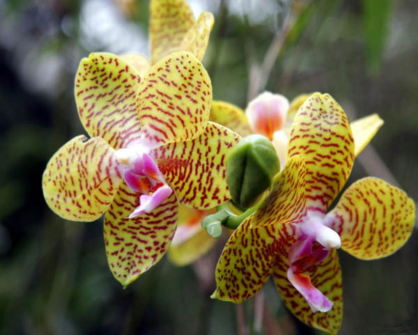 Grammatophyllum speciousum