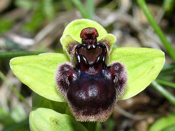 Ophrys bombliflora