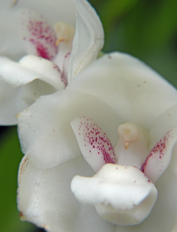 Peristeria Elata